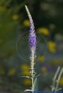 Pseudolysimachion spicatum,Aehriger Blauweiderich,Spiked Speedwell