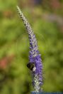 Pseudolysimachion spicatum,Aehriger Blauweiderich,Spiked Speedwell