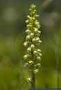 Pseudorchis albida,Hoeswurz,Small White Orchid