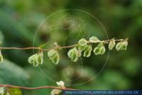 Fallopia dumetorum, Hecken-Knöterich, Copse bindweed 