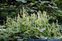 Fallopia dumetorum, Hecken-Knöterich, Copse bindweed 