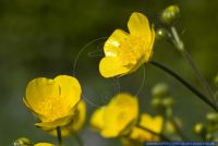Ranunculus acris,Scharfer Hahnenfuss,Tall buttercup