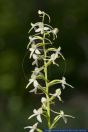 Platanthera bifolia,Weisse Waldhyazinthe,Lesser Butterfly-orchid