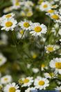 Tanacetum parthenium,Mutterkraut,Feverfew