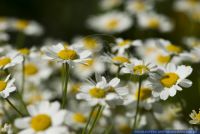 Tanacetum parthenium,Mutterkraut,Feverfew