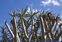 Aloe dichotoma,Koecherbaum,Quiver tree
