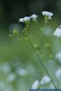 Asperula tinctoria,Faerber-Meier,Faerber-Meister,Dyer's woodruff