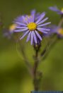 Aster amellus,Kalk-Aster,Berg-Aster,Italian Aster