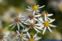 Aster divaricatus,Weisse Waldaster,White Wood Aster