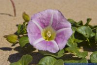 Calystegia soldanella,Strandwinde,Beach morning glory