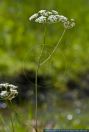 Carum verticillatum,Quirlblaettriger Kuemmel,Whorled Caraway