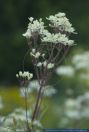 Clematis recta,Aufrechte Waldrebe,Ground clematis