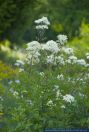 Clematis recta,Aufrechte Waldrebe,Ground clematis