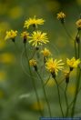 Crepis paludosa,Sumpf-Pippau,Marsh Hawksbeard