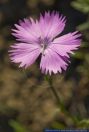 Dianthus gallicus,Jersey Nelke,Gallic Pink
