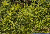 Euphorbia boetica,Wolfsmilch,Spurge