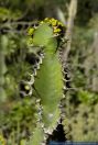 Euphorbia cactus,Wolfsmilch,Spurge