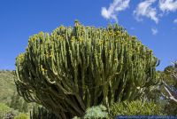 Euphorbia candelabrum