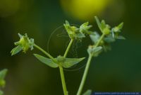 Euphorbia exigua,Kleine Wolfsmilch,Dwarf Spurge