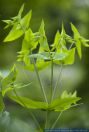 Euphorbia lathyris,Kreuzblaettrige Wolfsmilch,Caper Spurge,Paper Spurge
