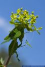 Euphorbia palustris,Sumpf-Wolfsmilch,Marsh spurge