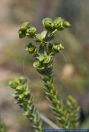 Euphorbia paralias,Kuesten-Wolfsmilch,Sea Spurge
