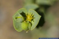 Euphorbia segetalis,Saat-Wolfsmilch,Grainfield Spurge