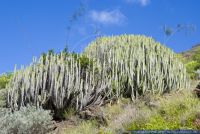 Euphorbia canariensis,Kanaren-Wolfsmilch,Canary Island Spurge