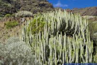Euphorbia canariensis,Kanaren-Wolfsmilch,Canary Island Spurge