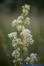 Galium mollugo,Gemeines Labkraut Weisses Labkraut,Wiesen-Labkraut,Hedge Bedstraw