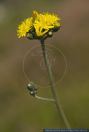 Hieracium caespitosum,Wiesen-Habichtskraut,Meadow hawkweed