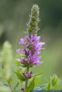 Lythrum salicaria,Blut-Weiderich,Rosen-Weiderich,Aehren-Weiderich,Purple Loosestrife