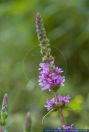 Lythrum salicaria,Blut-Weiderich,Rosen-Weiderich,Aehren-Weiderich,Purple Loosestrife