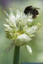 Allium fistulosum,Winterzwiebel,Welsh onion