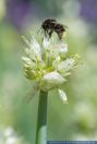 Allium fistulosum,Winterzwiebel,Welsh onion