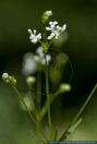 Asperula tinctoria,Faerber-Meier,Faerber-Meister,Dyer's woodruff