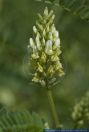 Astragalus cicer,Kicher-Tragant,Cicer milkvetch