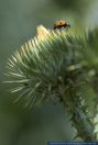 Onopordum acanthium,Eselsdistel,Scotch cottonthistle