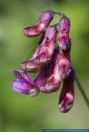 Lathyrus niger,Schwarzwerdende Platterbse,Black pea