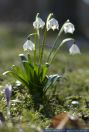 Leucojum vernum,Maerzenbecher,Fruehlingsknotenblume,Spring Snowflake