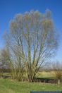 Salix fragilis