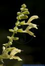 Salvia glutinosa,Klebriger Salbei,Sticky sage
