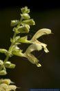 Salvia glutinosa,Klebriger Salbei,Sticky sage