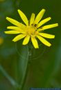 Scorzonera humilis,Niedrige Schwarzwurzel,Viper's-grass