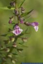 Scutellaria minor,Kleines Helmkraut,Lesser Skullcap