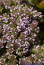 Thymus camphoratus,Kampfer-Thymian,Camphor Thyme