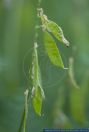 Vicia tenuifolia,Feinblaettrige Wicke,Fine-Leaved Vetch