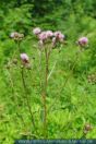 Cirsium arvense, Acker-Kratzdistel, Creeping Thistle 