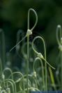 Allium sativum,Knoblauch,Garlic