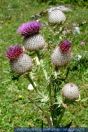 Cirsium eriophorum, Wollkopfkratzdistel, Wooly Thistle 